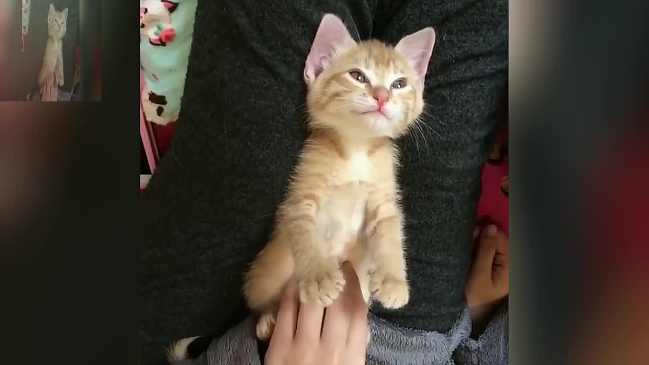 The mistress is stroking the cat's belly