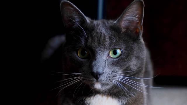 Pure black cat, very beautiful, with bright eyes