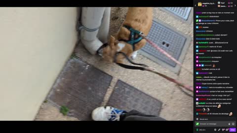 2023-01-12 (4bis) - Brigitte inopinée (lag léger) - Twitch Decheterie (version avec chat)