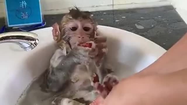Monkey bath time