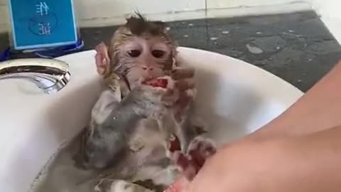 Monkey bath time