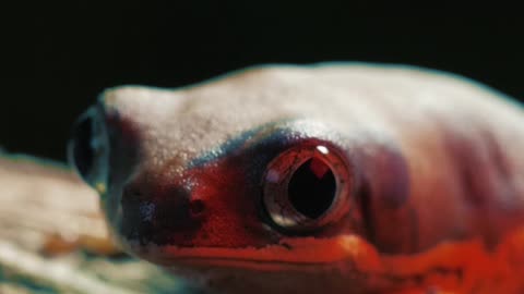 Red frog on a log