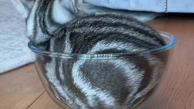 contortionist cat