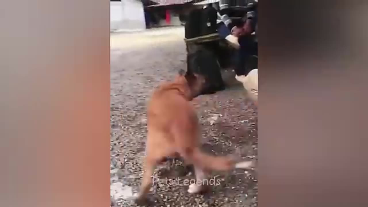 Funny Cat, Dog Animal Videos