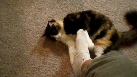 Toola the cat vs. my foot