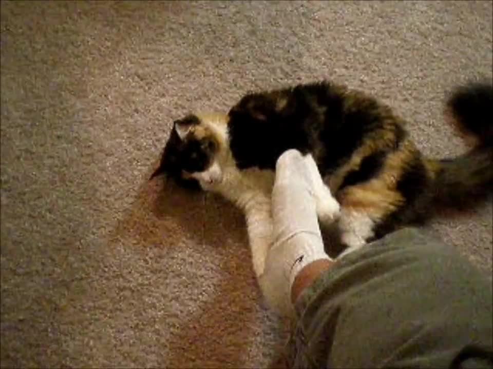 Toola the cat vs. my foot
