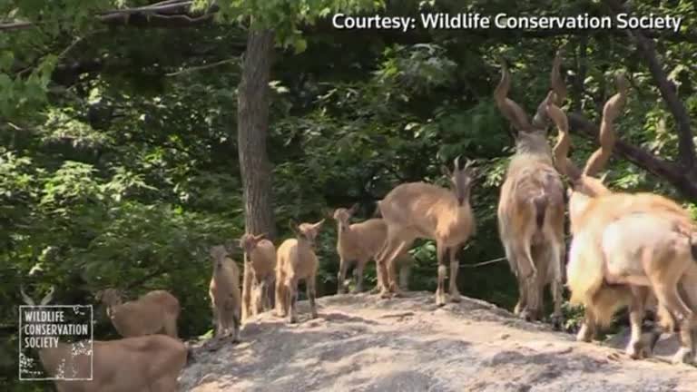 Bronx zoo shows off rare endangered goats