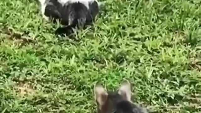 Cat funny video 😂🤣 cat video 😆😆
