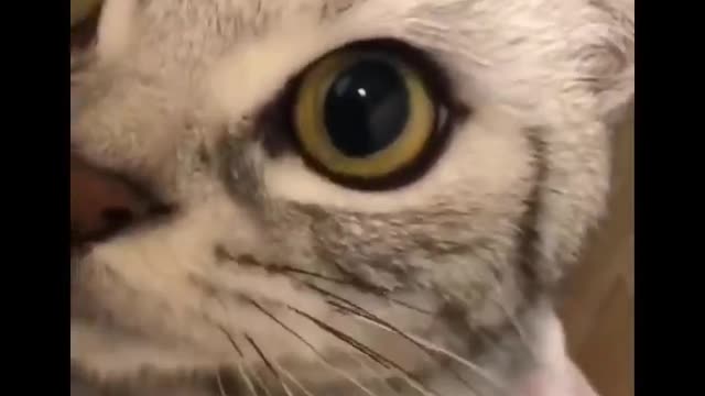 Funniest Cats 😹 - Don't try to hold back Laughter 😂 Part 04