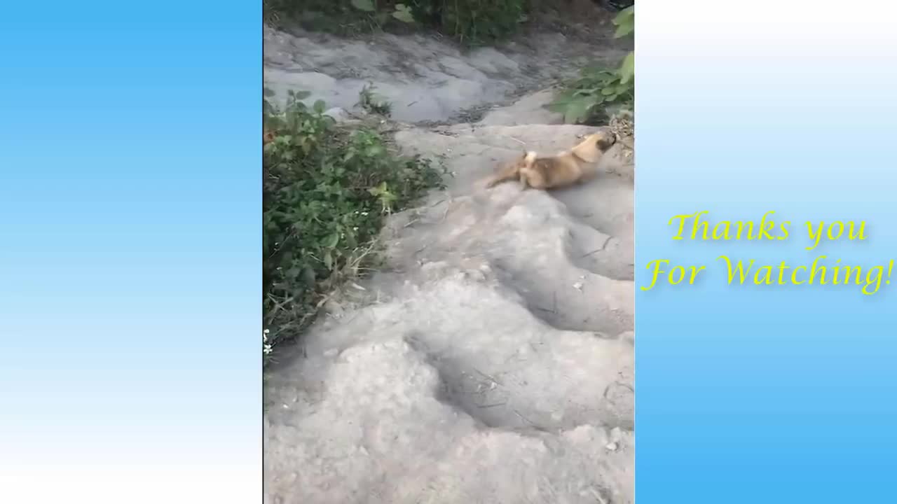 Best funny cats and dogs 2021