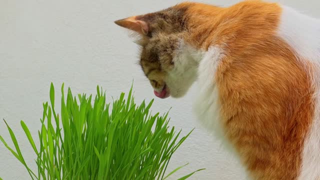 Cute cat playing with herbe