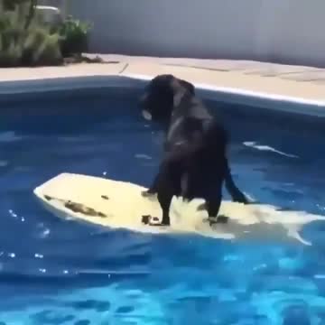 Doggo doesn't wanna get wet, so he figures out another way to get his ball.