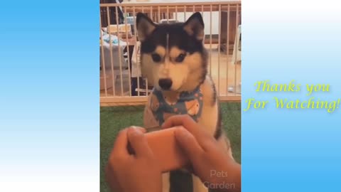 Cute | Funny |animals