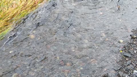 Spawning Salmon