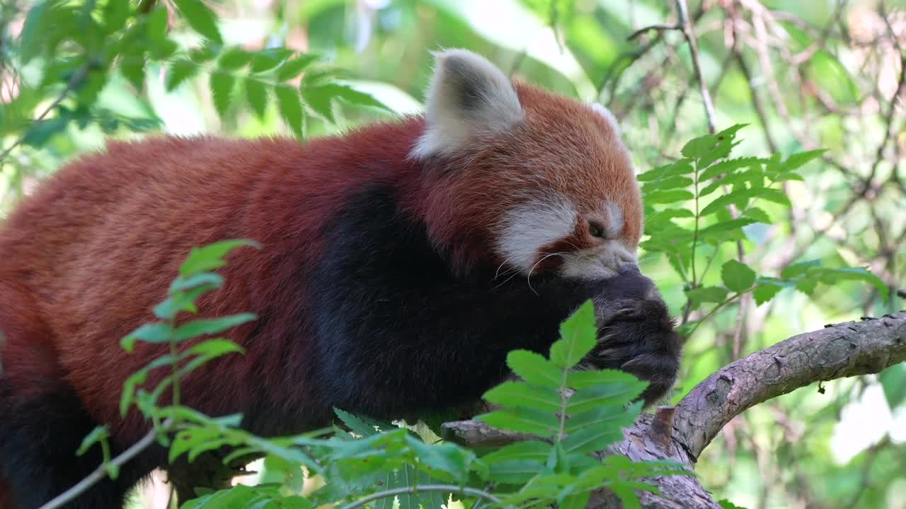 Red Panda 🐼