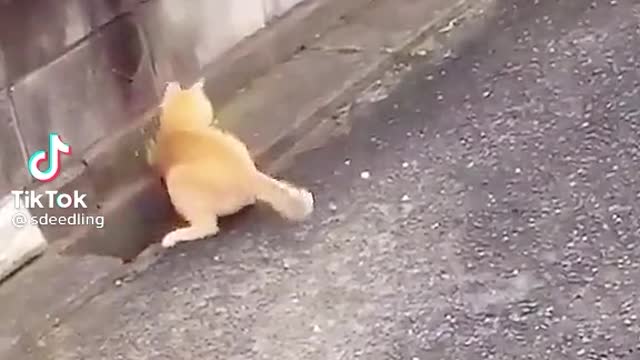 #Funny cats playing