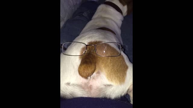 Man puts glasses on dog's butt, making a butt face