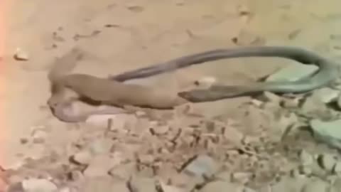 Snake fights Mongoose