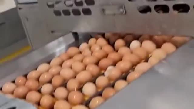 Egg washing machine