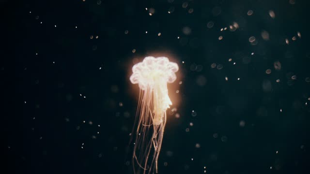 medusa jellyfish