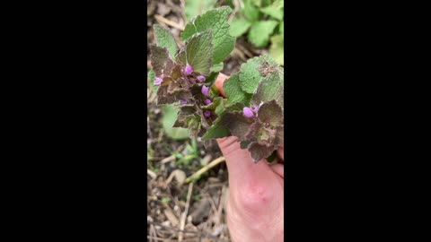 Dead Nettle vs Stinging Nettle