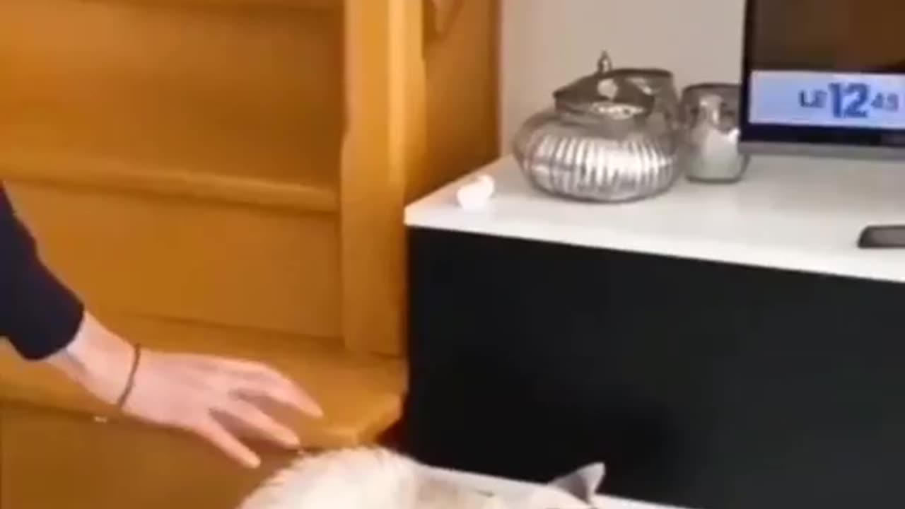 Funny animals videos