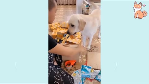 Very Smart dogs and also very cute