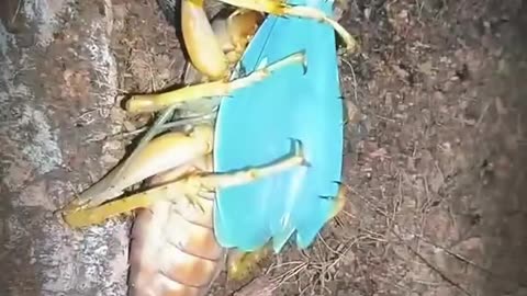 When Giant Cricket Meets The Praying Mantis!