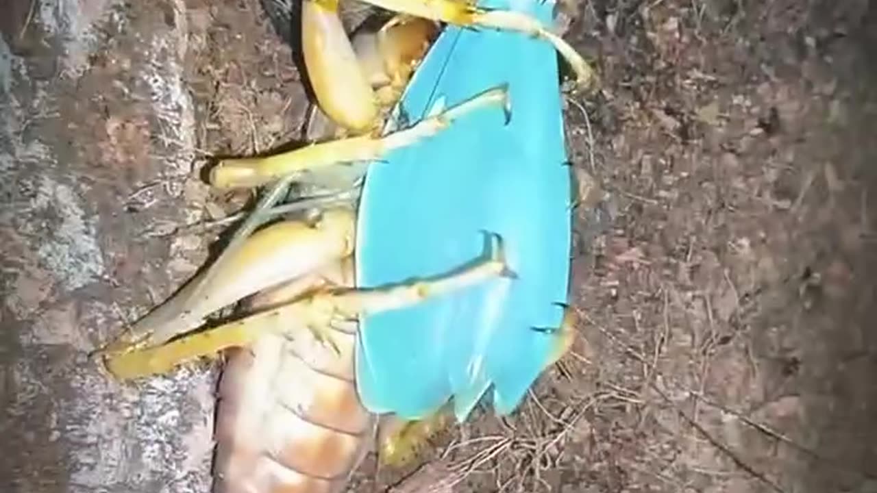 When Giant Cricket Meets The Praying Mantis!