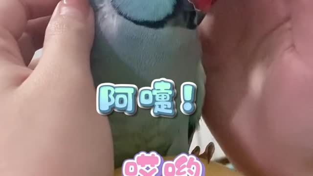 Cute pet parrot brings good mood