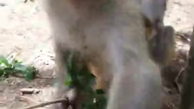 🤣the monkey does not like to be recorded🤣