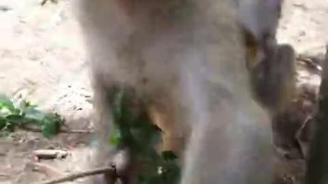 🤣the monkey does not like to be recorded🤣