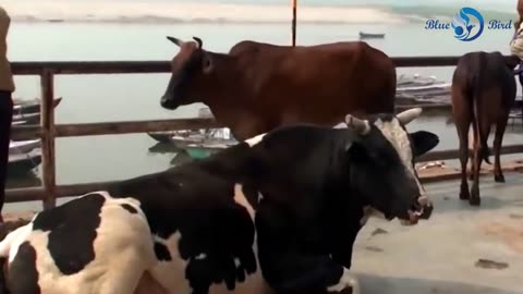 Animal fun , 🐃🐂😄🤪🤣Very funny cows. Funny videos about cows