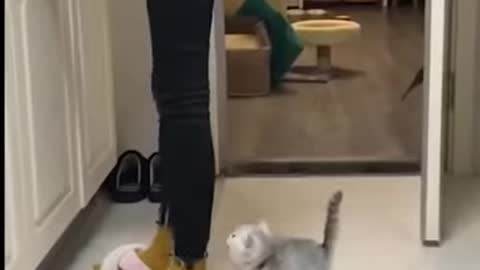 Cute cat funny moments !