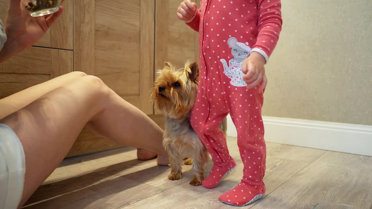 Cute little girl and funny dog at home. Mom and daughter are feeding a small dog