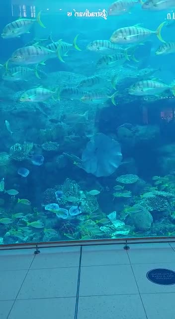 iPhone 6s plus Mobile Video Clip # -10