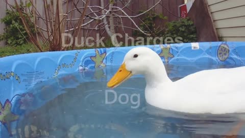 Sensitive Duck protects its friend from puppies