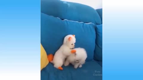 Funny Puppies And Cute Puppy Video