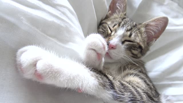 Baby Cat Sleeps with the Tongue Out and an Eye Open