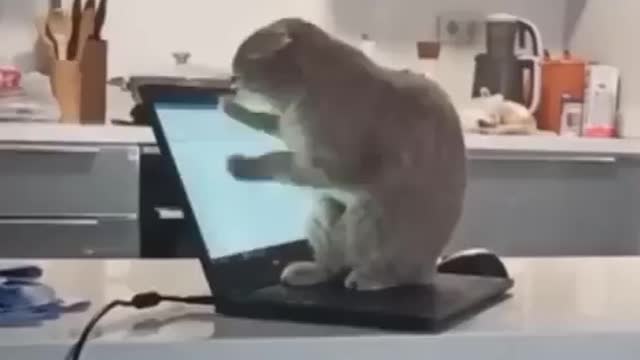 Funny kitty - work from home