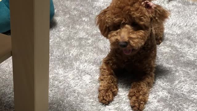 A puppy looking at a doll and preparing to hunt