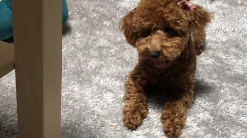 A puppy looking at a doll and preparing to hunt