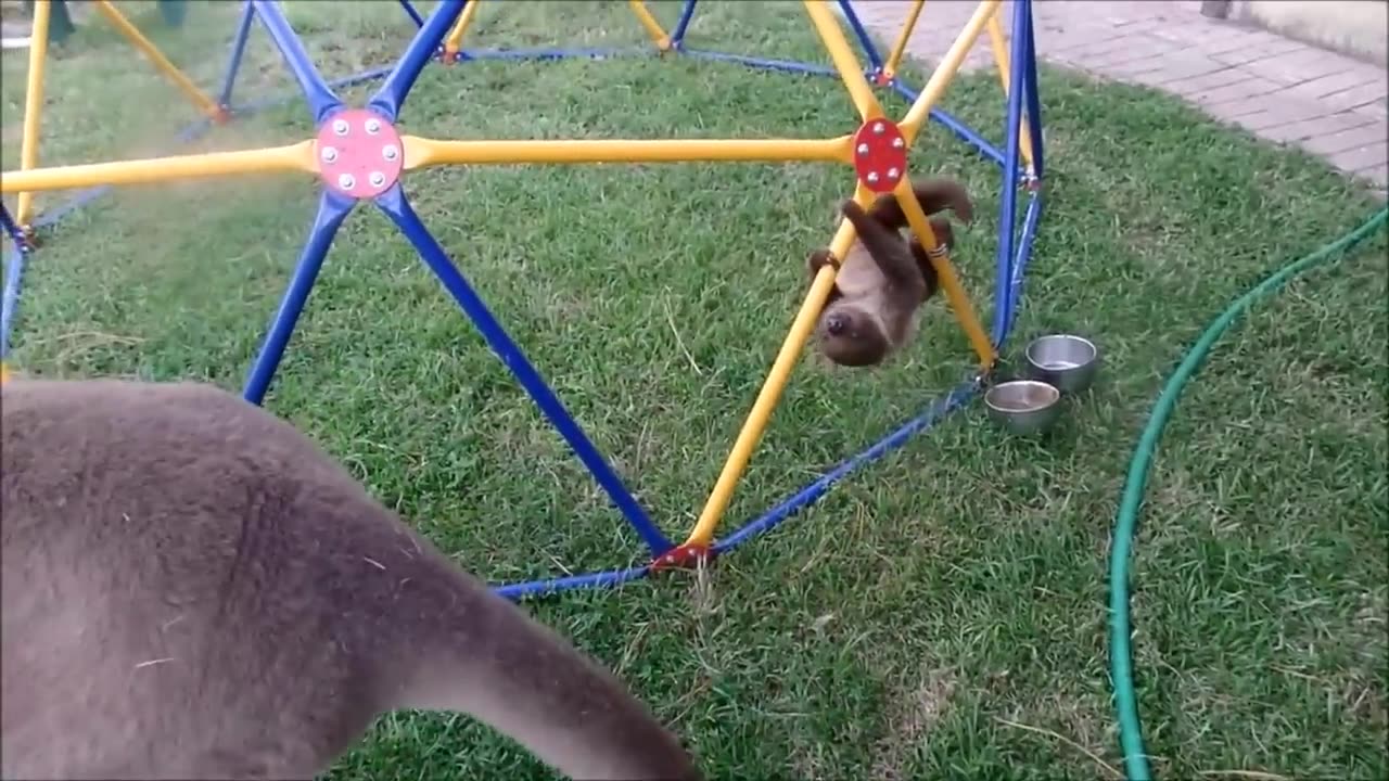 Amazing Baby Sloths