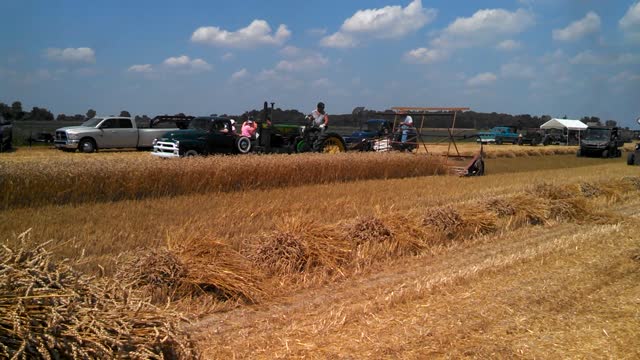 5 Point Steam Threshers Reunion - Harvesting Wheat