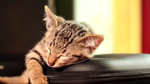 cute funny cat sleeping