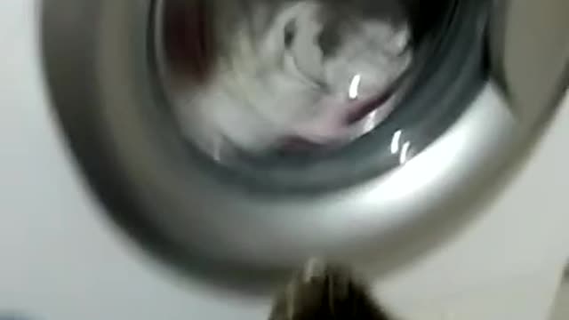 A cat washes clothes