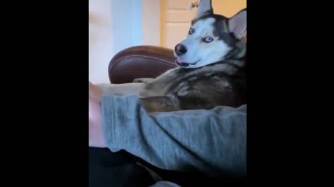 Husky wants Attention