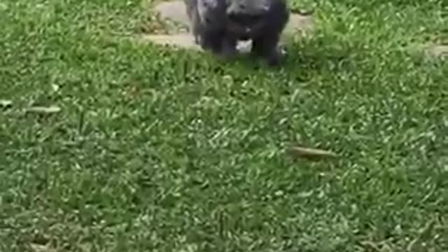 Dog gardem