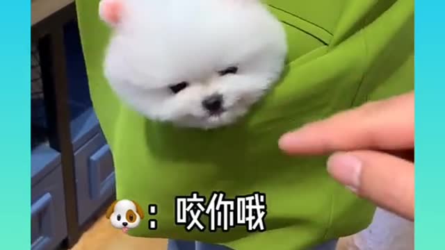 cute dog in the pocket_