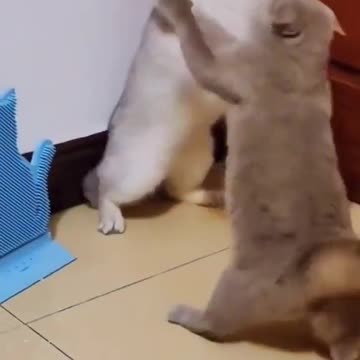 oops !!! now it's trouble 🙀🙀🙀😸😸💕#kitten #cats #shorts video #rumble